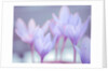 Crocus flowers by Assaf Frank